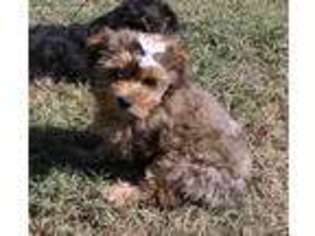 Shorkie Tzu Puppy for sale in Caulfield, MO, USA