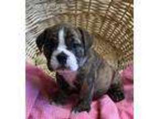 Bulldog Puppy for sale in North Platte, NE, USA