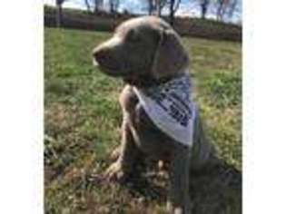Labrador Retriever Puppy for sale in Lanesboro, MN, USA