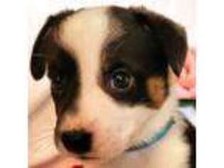 Cardigan Welsh Corgi Puppy for sale in Alton, NH, USA