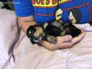 Dachshund Puppy for sale in Palm Coast, FL, USA