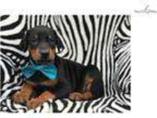 Doberman Pinscher Puppy for sale in Lancaster, PA, USA