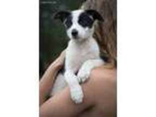 Border Collie Puppy for sale in Canby, OR, USA