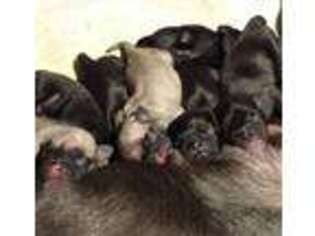 Pug Puppy for sale in Eau Claire, WI, USA