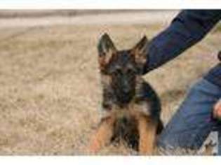 German Shepherd Dog Puppy for sale in GILBERTS, IL, USA