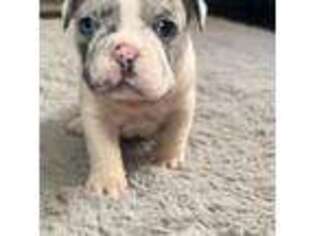 French Bulldog Puppy for sale in Amityville, NY, USA