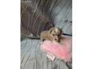 Pembroke Welsh Corgi Puppy for sale in Dora, MO, USA