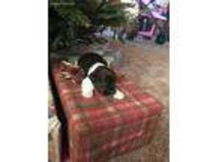 Mutt Puppy for sale in Ponce De Leon, FL, USA