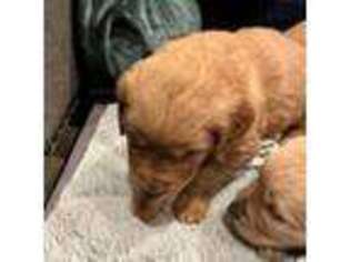 Golden Retriever Puppy for sale in Gridley, CA, USA