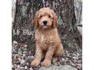 Goldendoodle Puppy for sale in La Belle, MO, USA