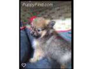 Pomeranian Puppy for sale in Keller, TX, USA