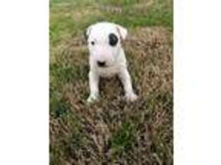Bull Terrier Puppy for sale in Clinton, MS, USA