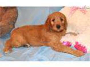 Goldendoodle Puppy for sale in Greensboro, NC, USA