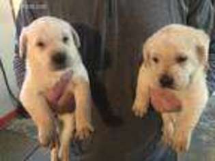 Labrador Retriever Puppy for sale in Fostoria, OH, USA