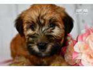 Soft Coated Wheaten Terrier Puppy for sale in Harrisburg, PA, USA