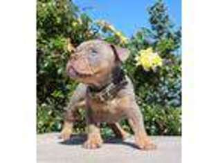 Bulldog Puppy for sale in Eckert, CO, USA