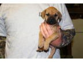 Cane Corso Puppy for sale in Borden, IN, USA