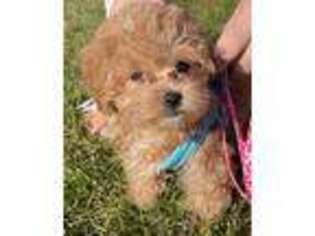Mutt Puppy for sale in West Des Moines, IA, USA