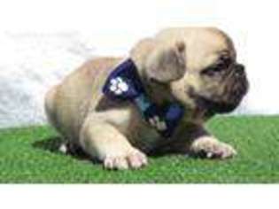 French Bulldog Puppy for sale in Ballico, CA, USA