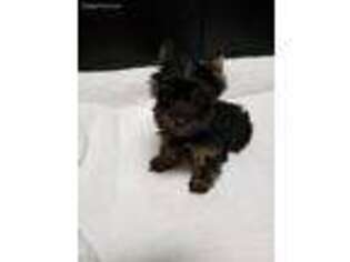 Yorkshire Terrier Puppy for sale in Findlay, IL, USA