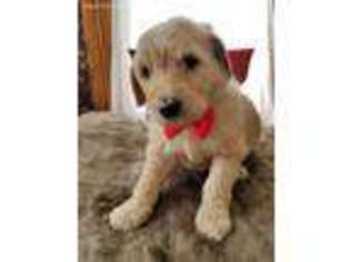 Goldendoodle Puppy for sale in Tingley, IA, USA