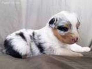 Australian Shepherd Puppy for sale in Thompson Falls, MT, USA