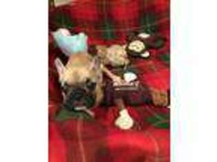 French Bulldog Puppy for sale in Bethany, OK, USA