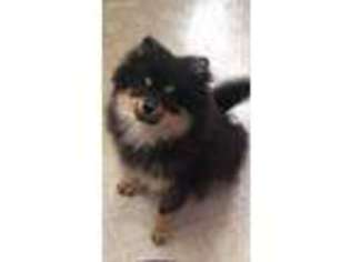 Pomeranian Puppy for sale in Leominster, MA, USA