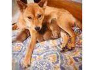 Shiba Inu Puppy for sale in Clarksburg, WV, USA