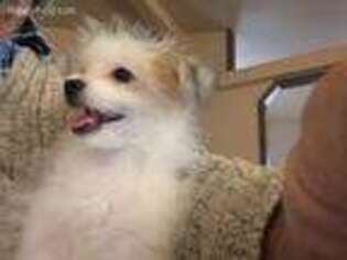 Maltipom Puppy for sale in Pahrump, NV, USA