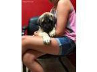Mastiff Puppy for sale in Albia, IA, USA
