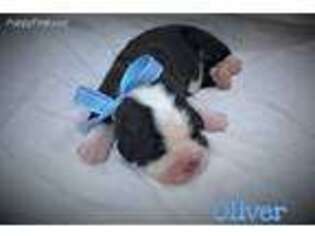 Saint Bernard Puppy for sale in Vale, NC, USA