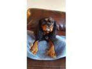 Cavalier King Charles Spaniel Puppy for sale in Boerne, TX, USA