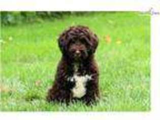 Portuguese Water Dog Puppy for sale in Lancaster, PA, USA