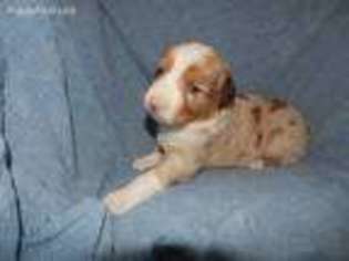 Australian Shepherd Puppy for sale in Clara City, MN, USA