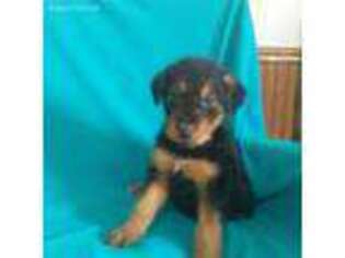Airedale Terrier Puppy for sale in Clarkrange, TN, USA