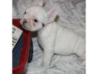 French Bulldog Puppy for sale in Arma, KS, USA