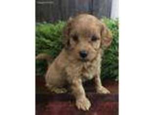 Cavapoo Puppy for sale in Crescent, OK, USA