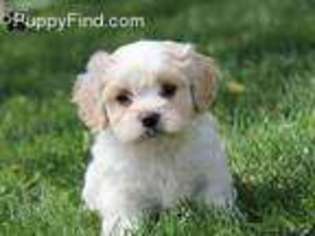 Cavachon Puppy for sale in Great Falls, VA, USA