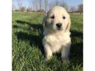 Mutt Puppy for sale in Greenville, OH, USA