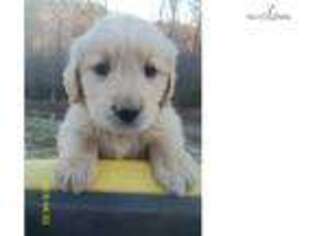 Golden Retriever Puppy for sale in Winston Salem, NC, USA