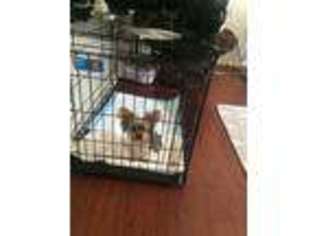 Yorkshire Terrier Puppy for sale in District Heights, MD, USA