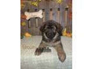 German Shepherd Dog Puppy for sale in Granby, MO, USA