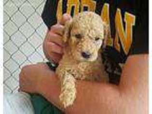Labradoodle Puppy for sale in Niles, MI, USA