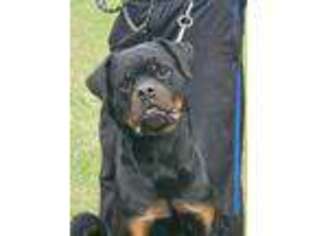 Rottweiler Puppy for sale in Afton, TN, USA