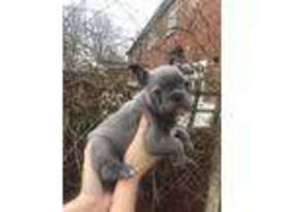 French Bulldog Puppy for sale in Ainsworth, NE, USA