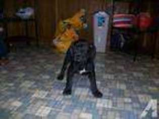 Mastiff Puppy for sale in ANTIOCH, CA, USA