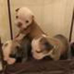Bulldog Puppy for sale in Ashaway, RI, USA