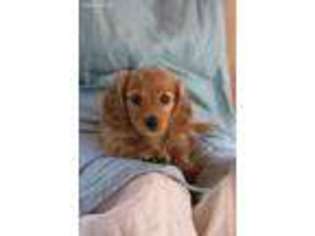 Dachshund Puppy for sale in Wake Forest, NC, USA