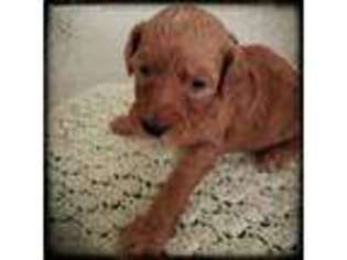 Goldendoodle Puppy for sale in Leasburg, MO, USA